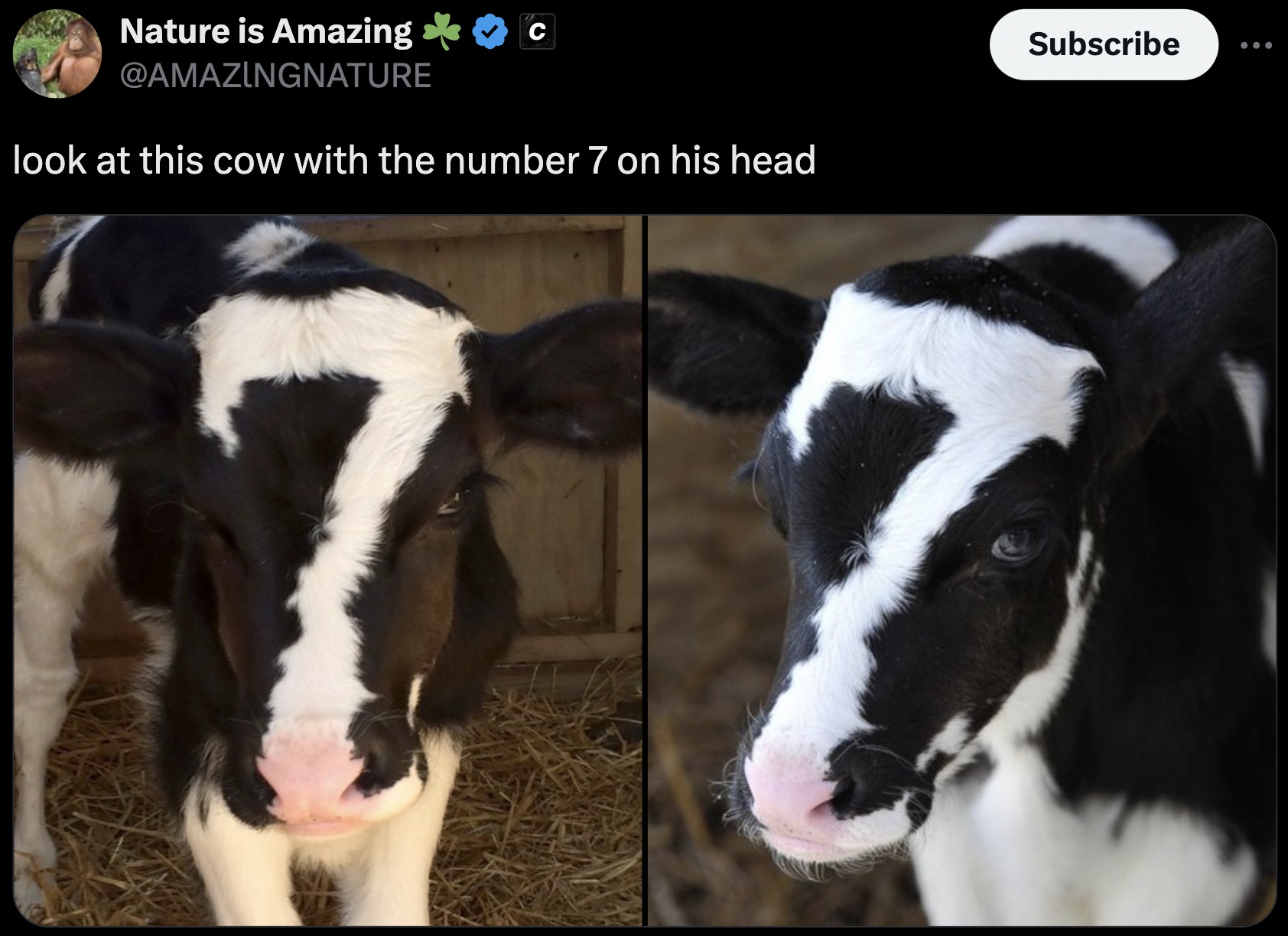 cow with 7 on head - Nature is Amazing look at this cow with the number 7 on his head Subscribe ...